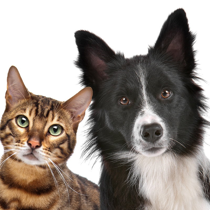 Cat and Dog for adoption